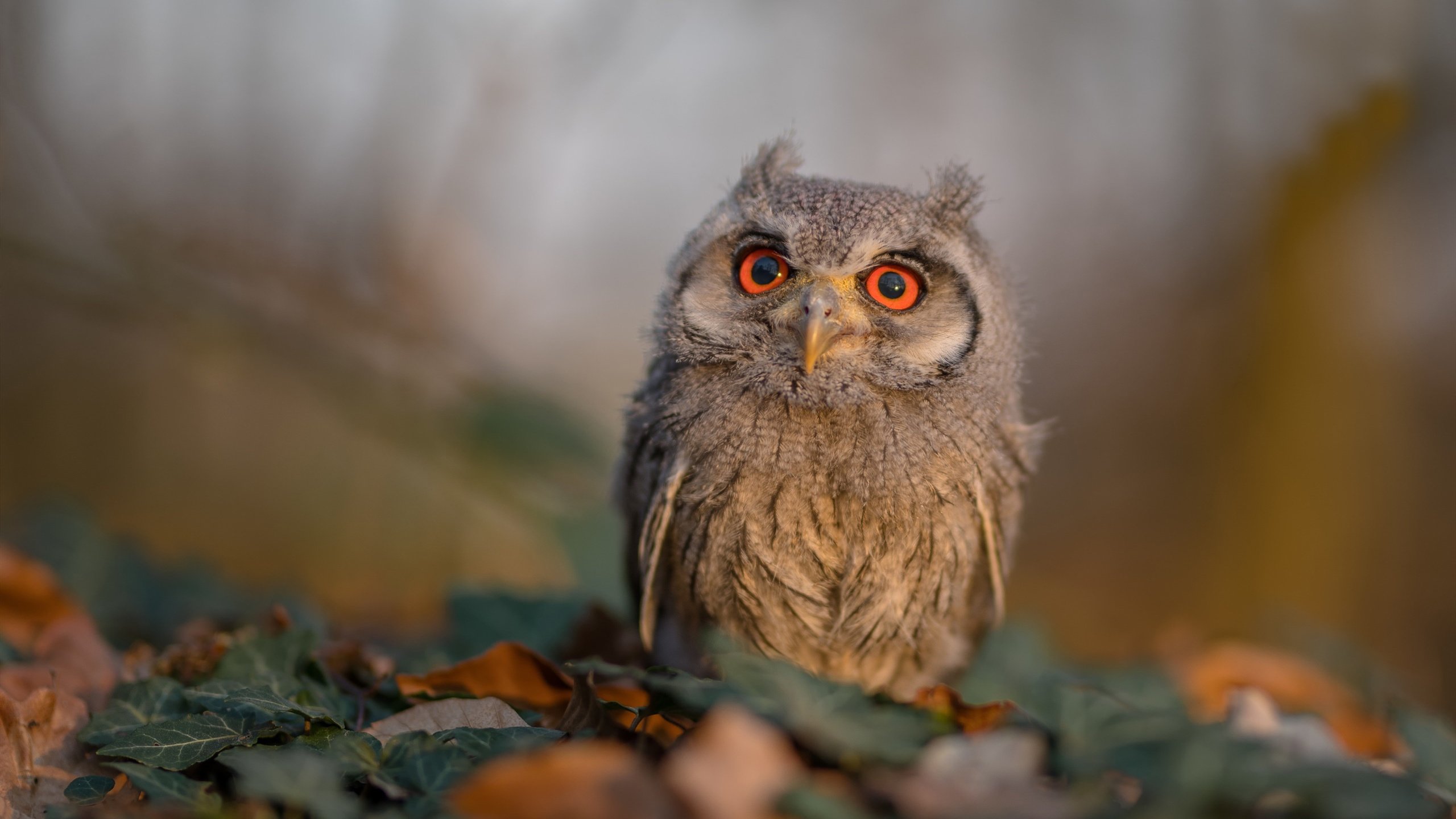 “未来之路”青少年篮球创新创业大赛在北京顺利闭幕,青少年篮球发展联盟怎么样