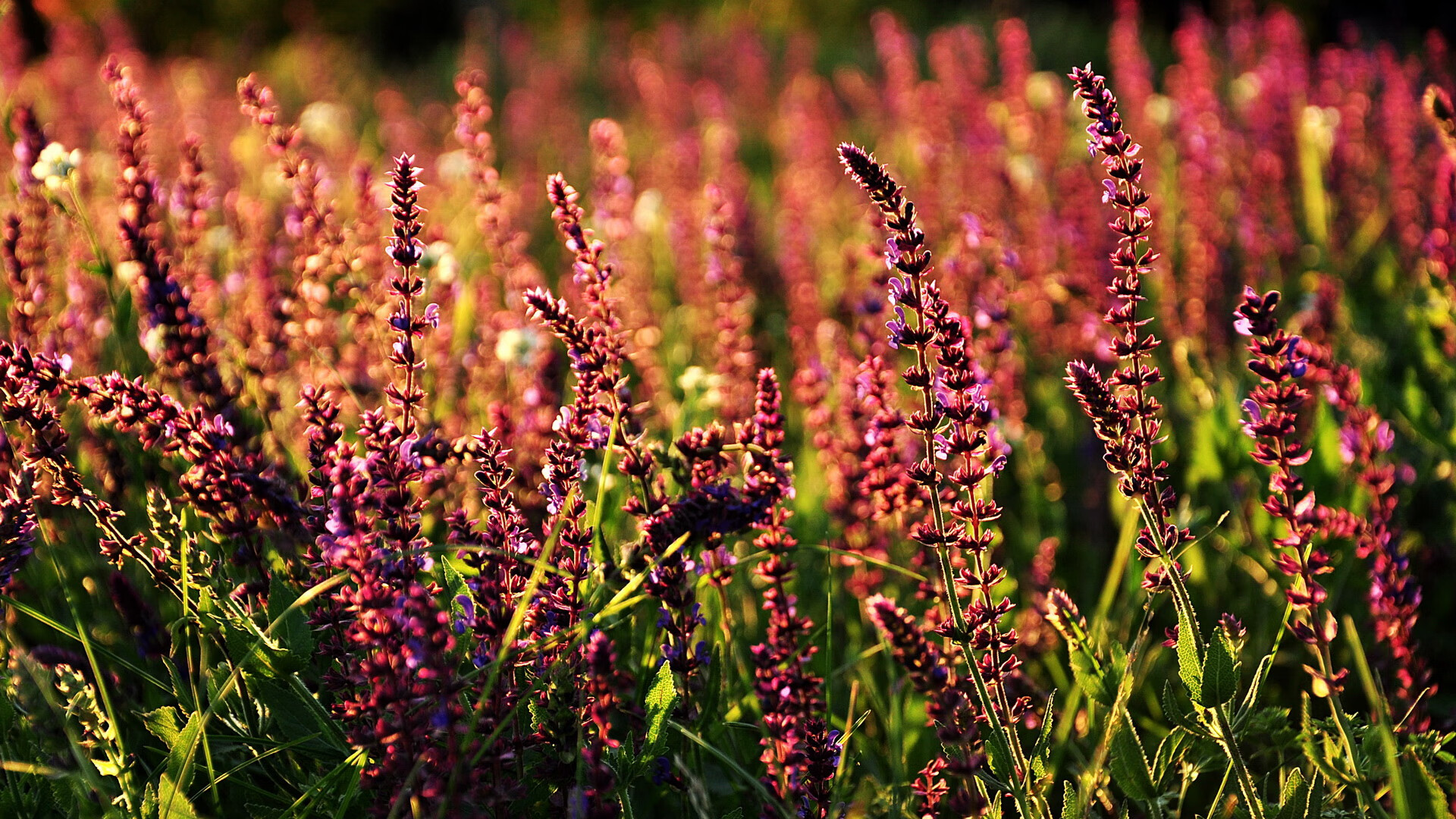 开云体育登陆入口-《Valorant全明星对抗赛，电竞星光璀璨》，valorant国内战队