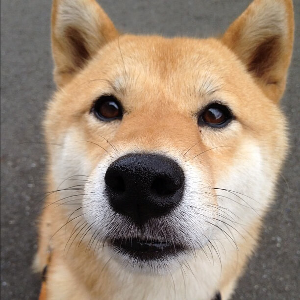 开云体育下载官网-史上最“炫炸”的投篮手感：库里多场比赛三分球命中率超过70%！