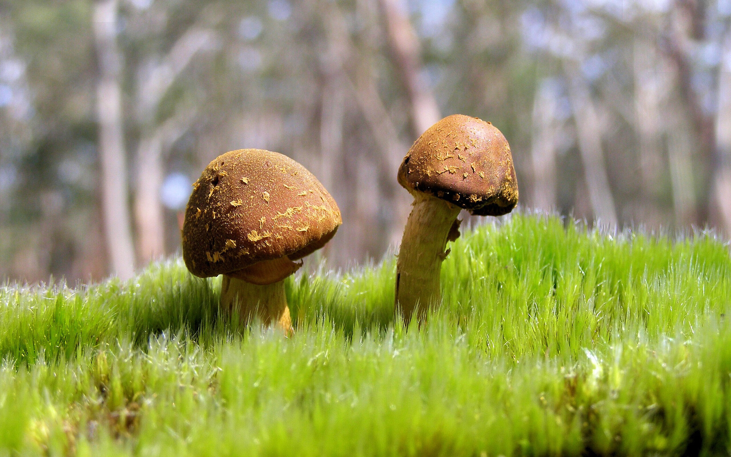 大牌转会解析：知名球员加盟背后的深层策略，球员转会排名